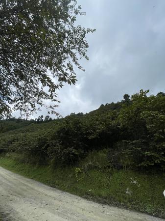 GİRESUN BULANCAK'TA 4.652 M2 SATILIK FINDIK BAHÇESİ